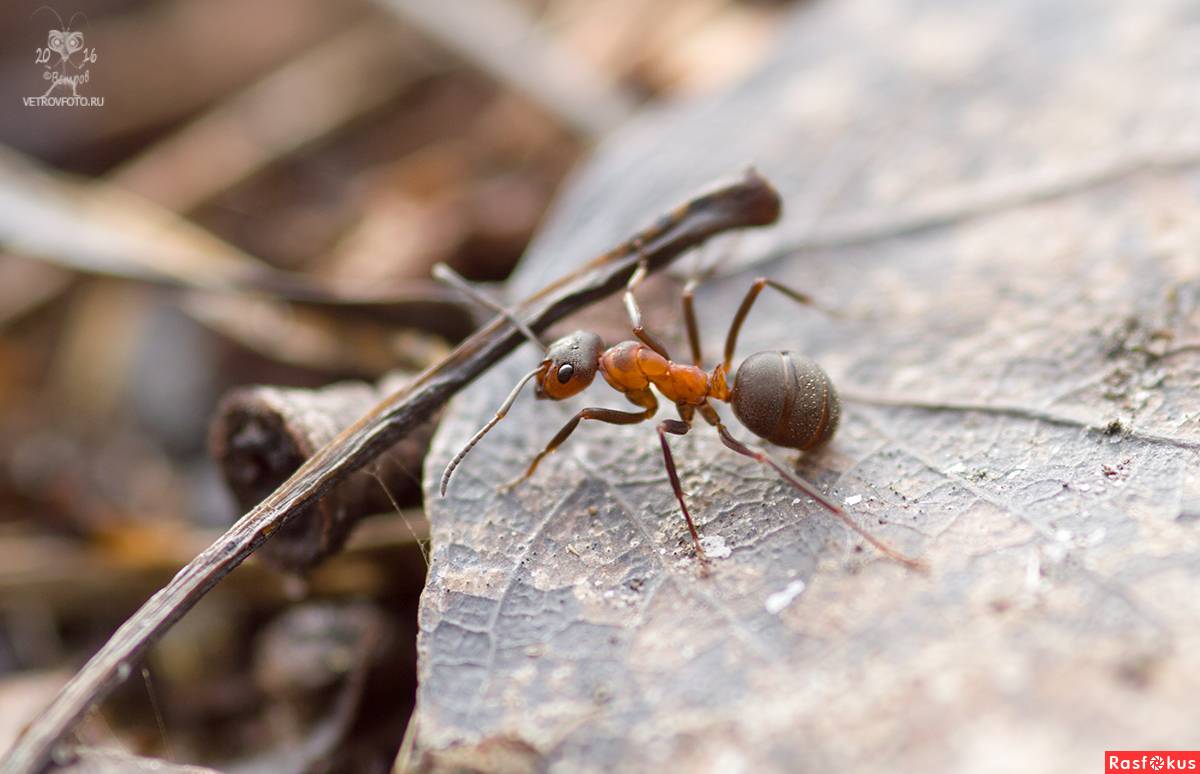 Лесные рыжие муравьи - описание и фото