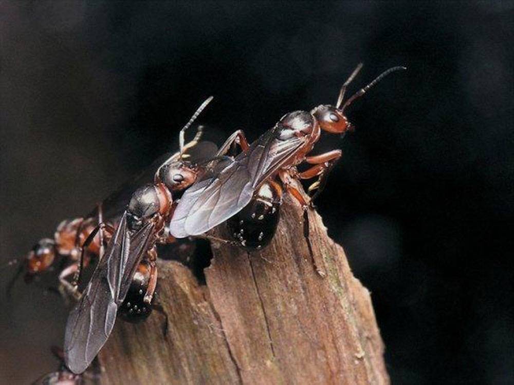 Летающие муравьи в доме - как избавиться и какие средства использовать