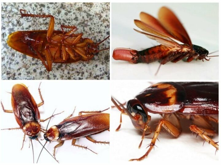 Продолжительность жизни домашних тараканов