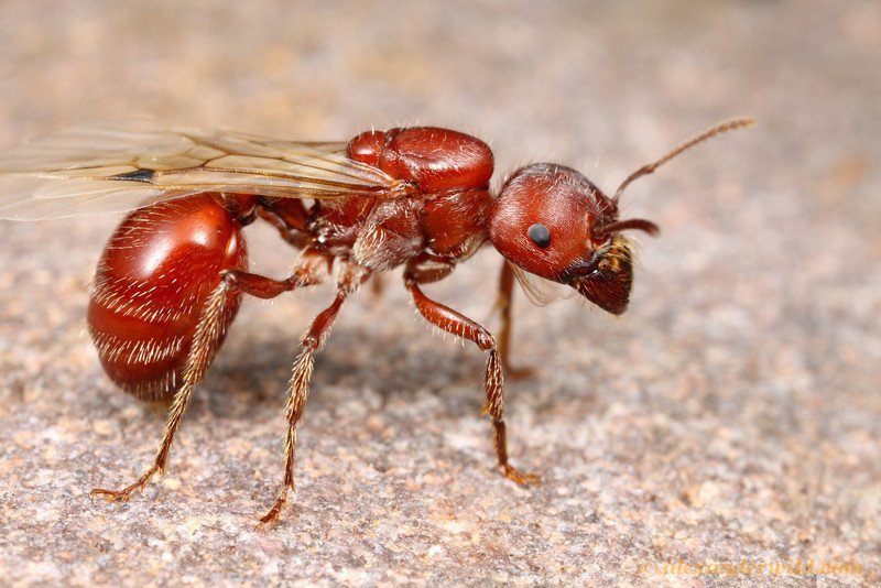 Самые большие муравьи в мире. фото, видео, размеры, где обитают