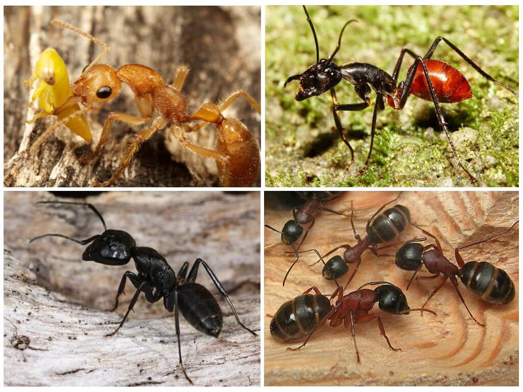 Самые большие муравьи — где они проживают и можно ли их встретить в наших краях?