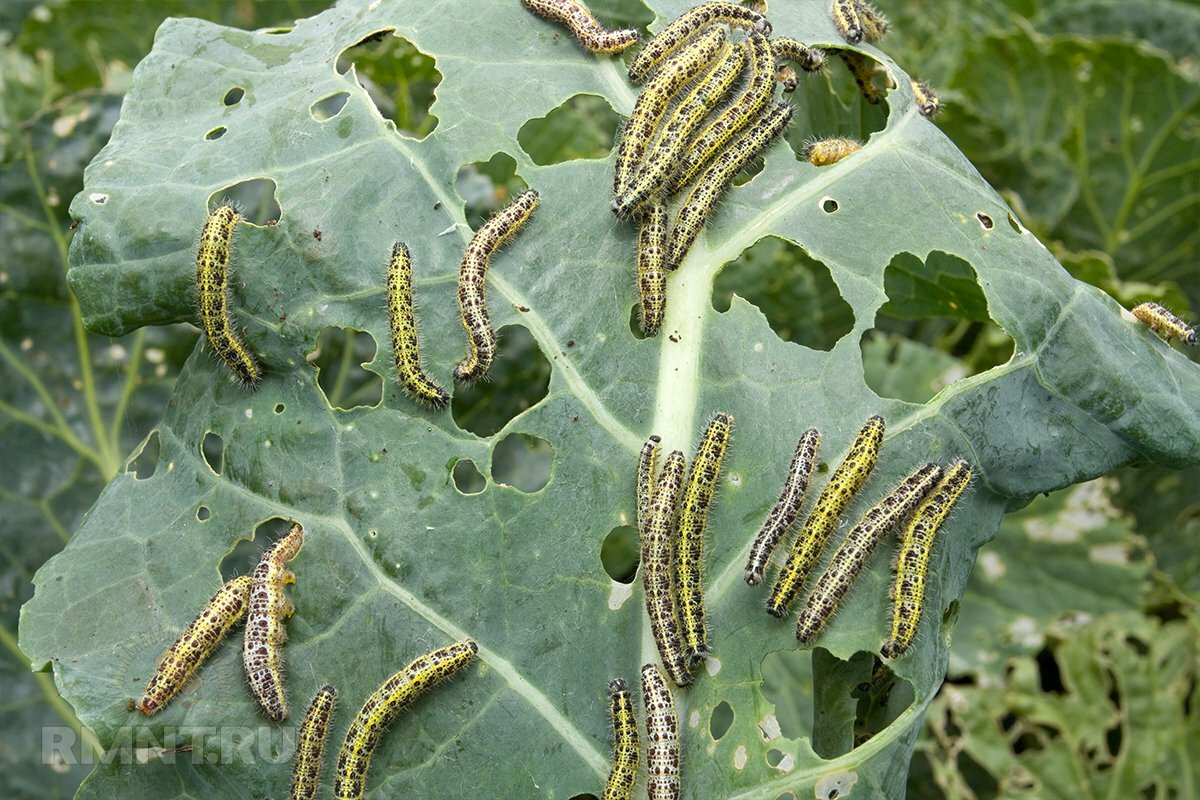 Бабочка капустница: как избавиться в огороде, как выглядит, фото примеры