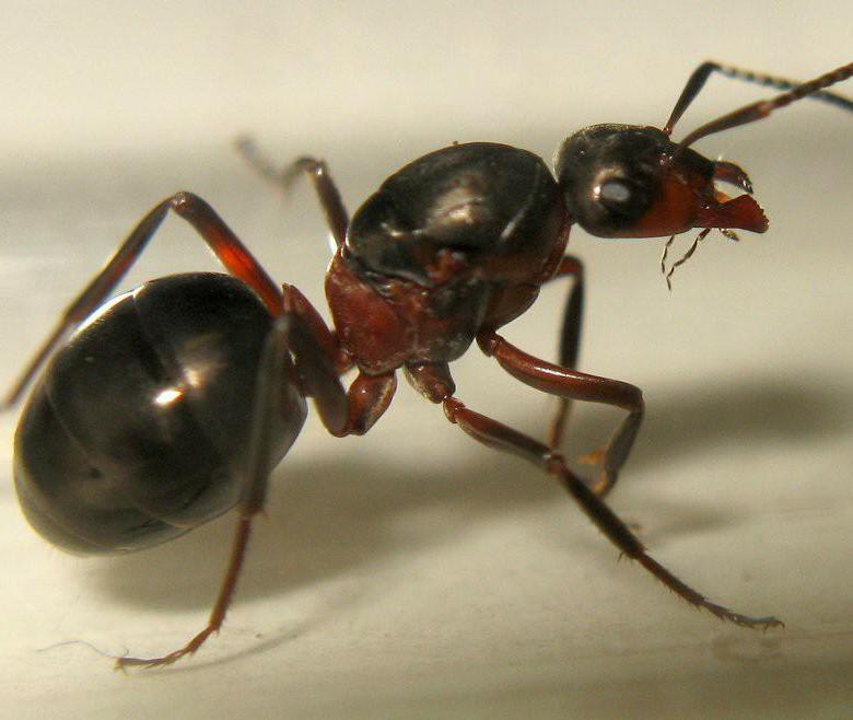 Садовые муравьи: причины появления и способы борьбы c муравьями на участке