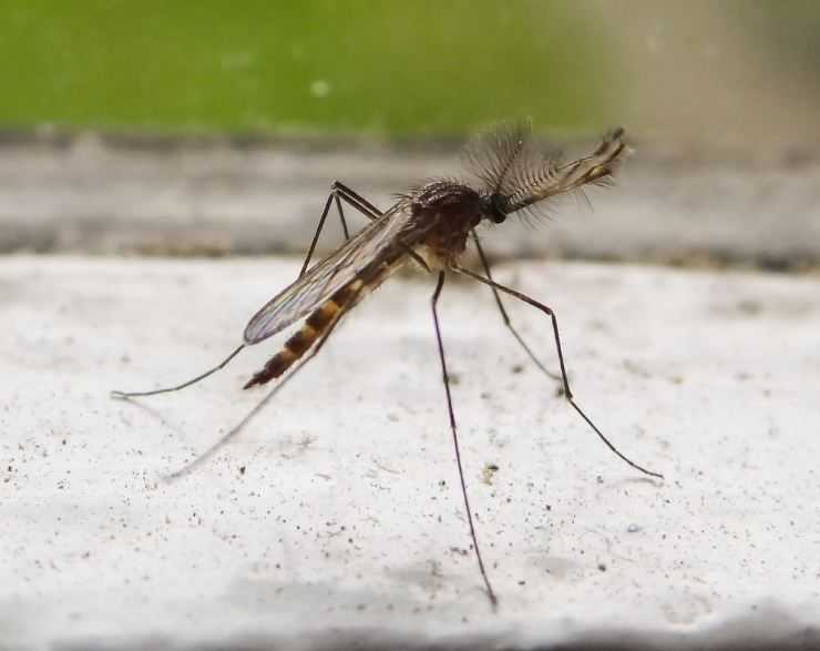 Как высоко летают мухи. интересный вопрос – до какого этажа долетают комары? высота полета комара – интересные факты