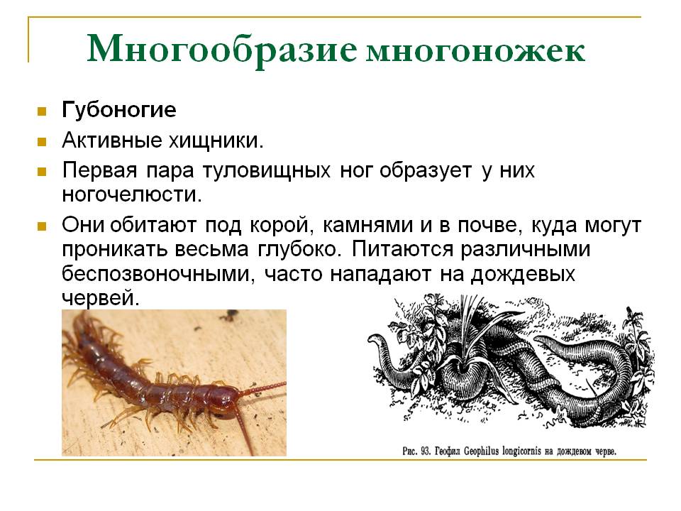 Сколопендра: чем опасно насекомое
