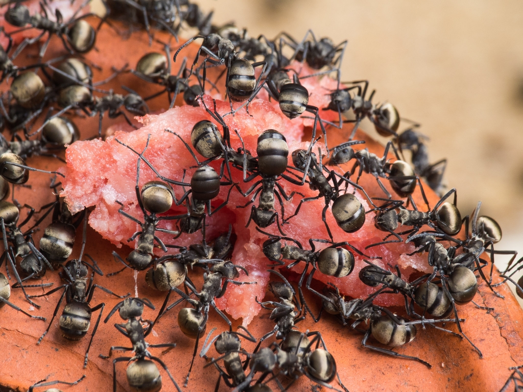 Сколько живут муравьи: в природе и в муравьиной ферме
