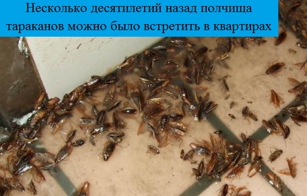 От соседей ползут тараканы: что делать с этим, почему насекомые бегут к вам и какие меры предпринять, чтобы они исчезли? русский фермер