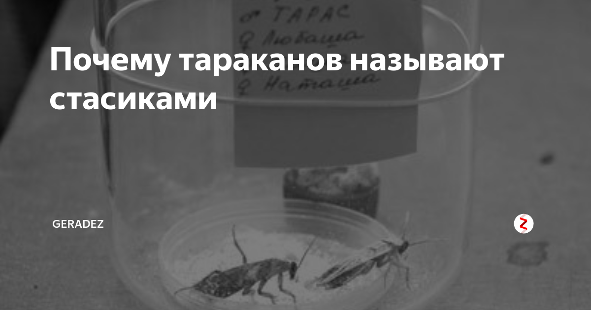 Почему тараканов называют стасиками – 4 причины появления прозвища