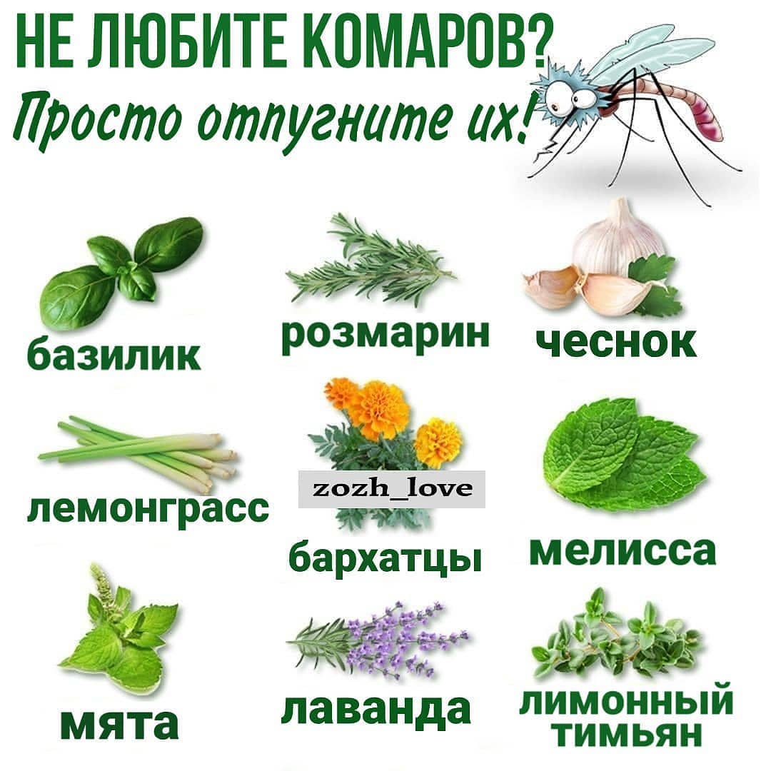 14 растений, отпугивающих комаров и других назойливых насекомых :: инфониак