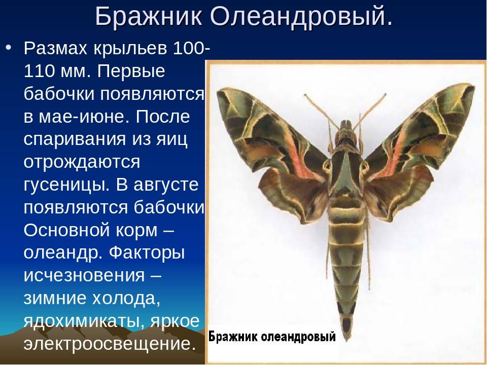 Бабочка: описание, повадки, места обитания, видео, фото