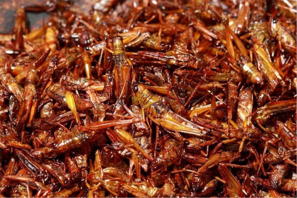 Рацион тараканов: чем питаются, какой у них ротовой аппарат и какие опасности они несут человеку