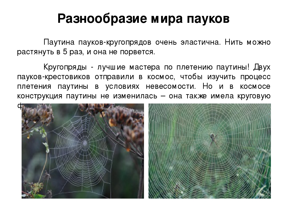 Откуда у паука нить? процесс производства паутины и нити пауками
