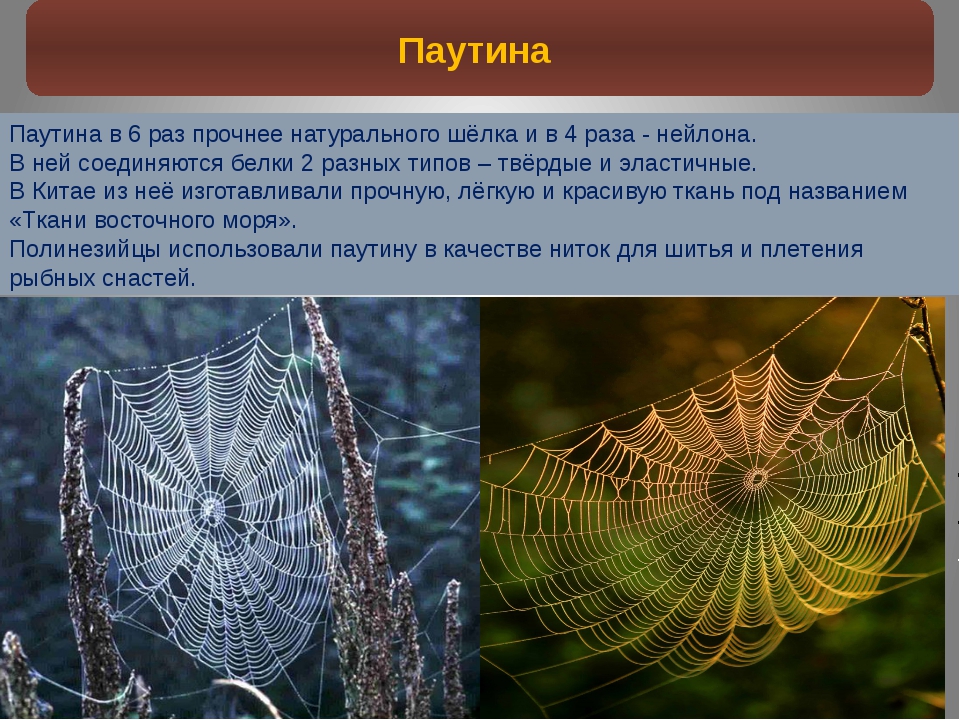 Ноги паукообразных - описание и особенности строения конечностей