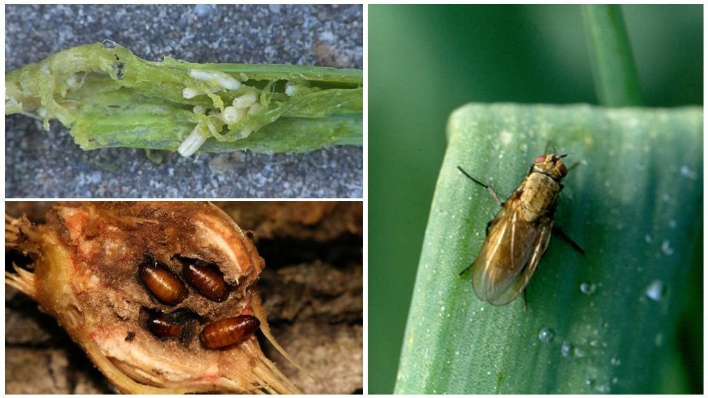 Чем обработать лук от луковой мухи? топ-8 народных средств борьбы с луковой мухой