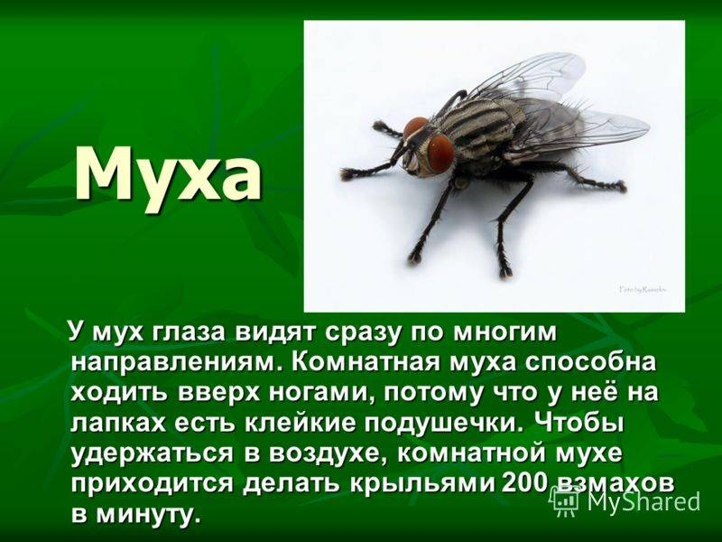 Закон мухи