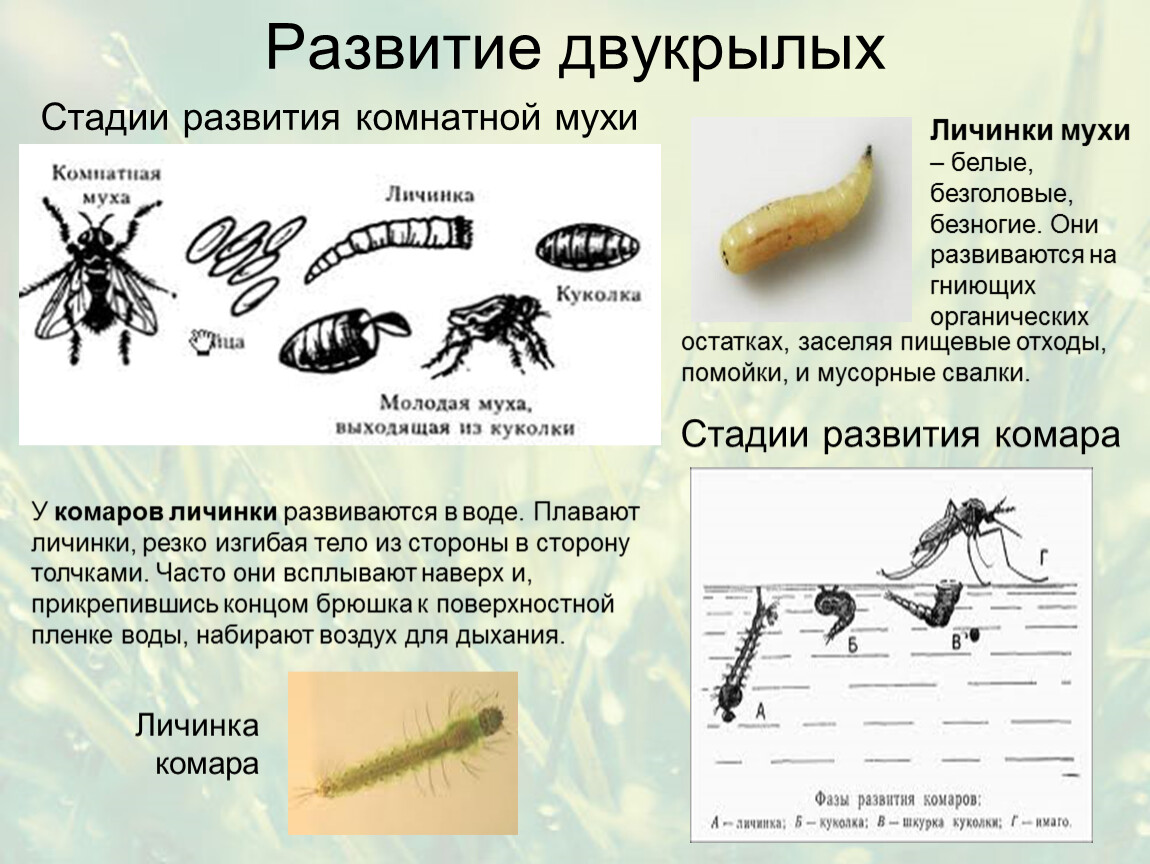 Личинка мухи: как выглядит и как вылупляется из яйца? где мухи откладывают яйца? описание и фото личинок и яиц мух