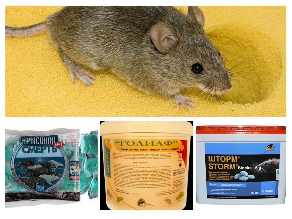 Как действует отрава на мышей? узнайте, как яд действует на организм грызуна.