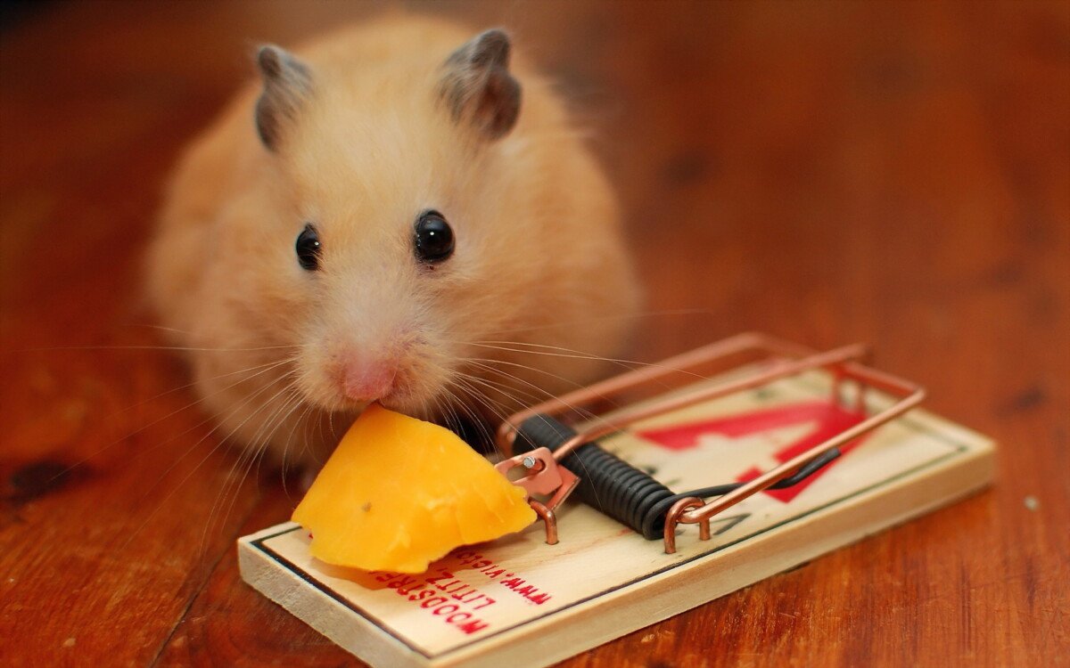Правда, что мыши любят сыр больше всего на свете? мыши едят сыр или нет.