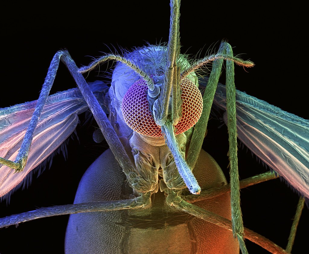 Строение комара: особенности развития - жизненный цикл