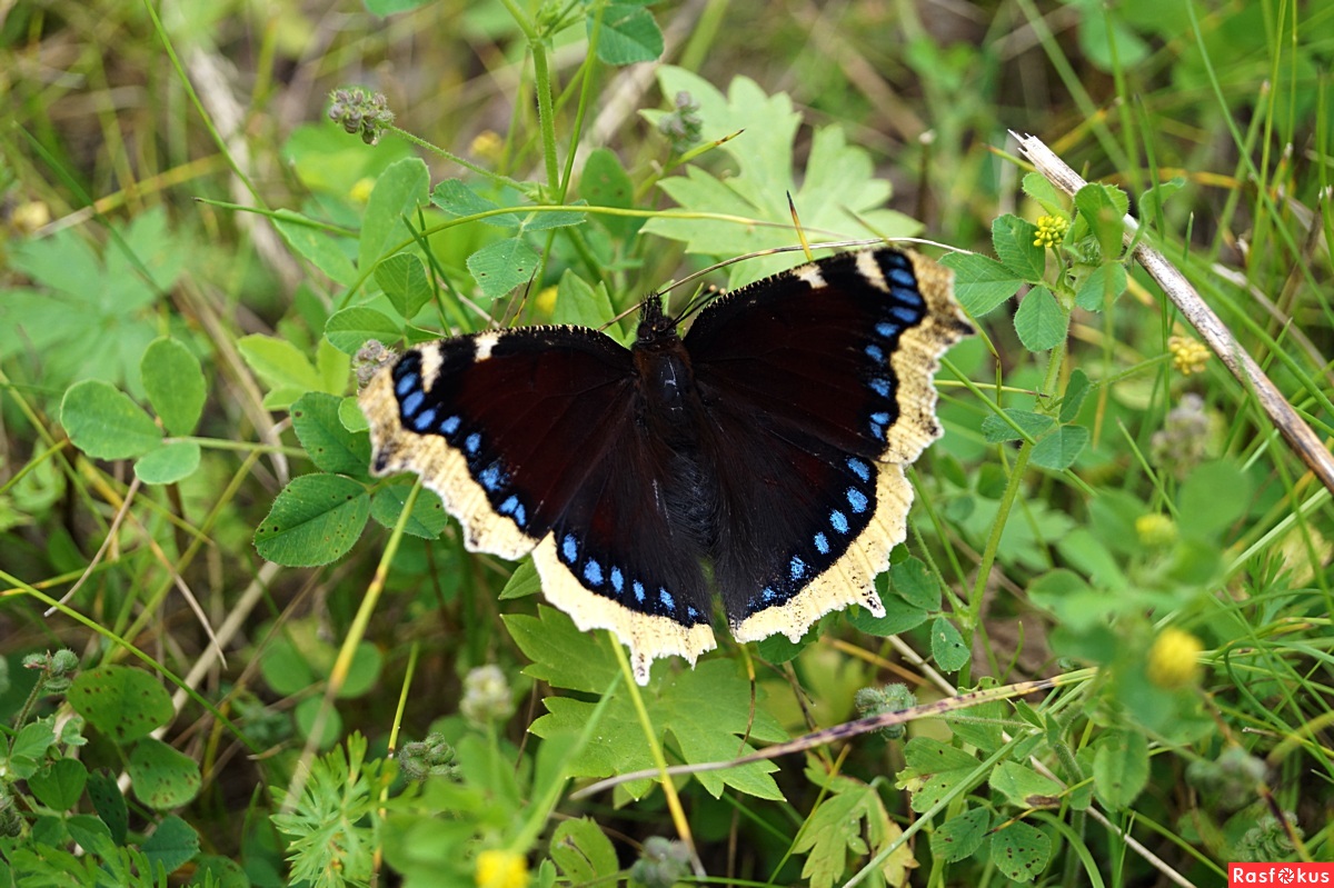 Траурница – красивая бабочка с печальным названием