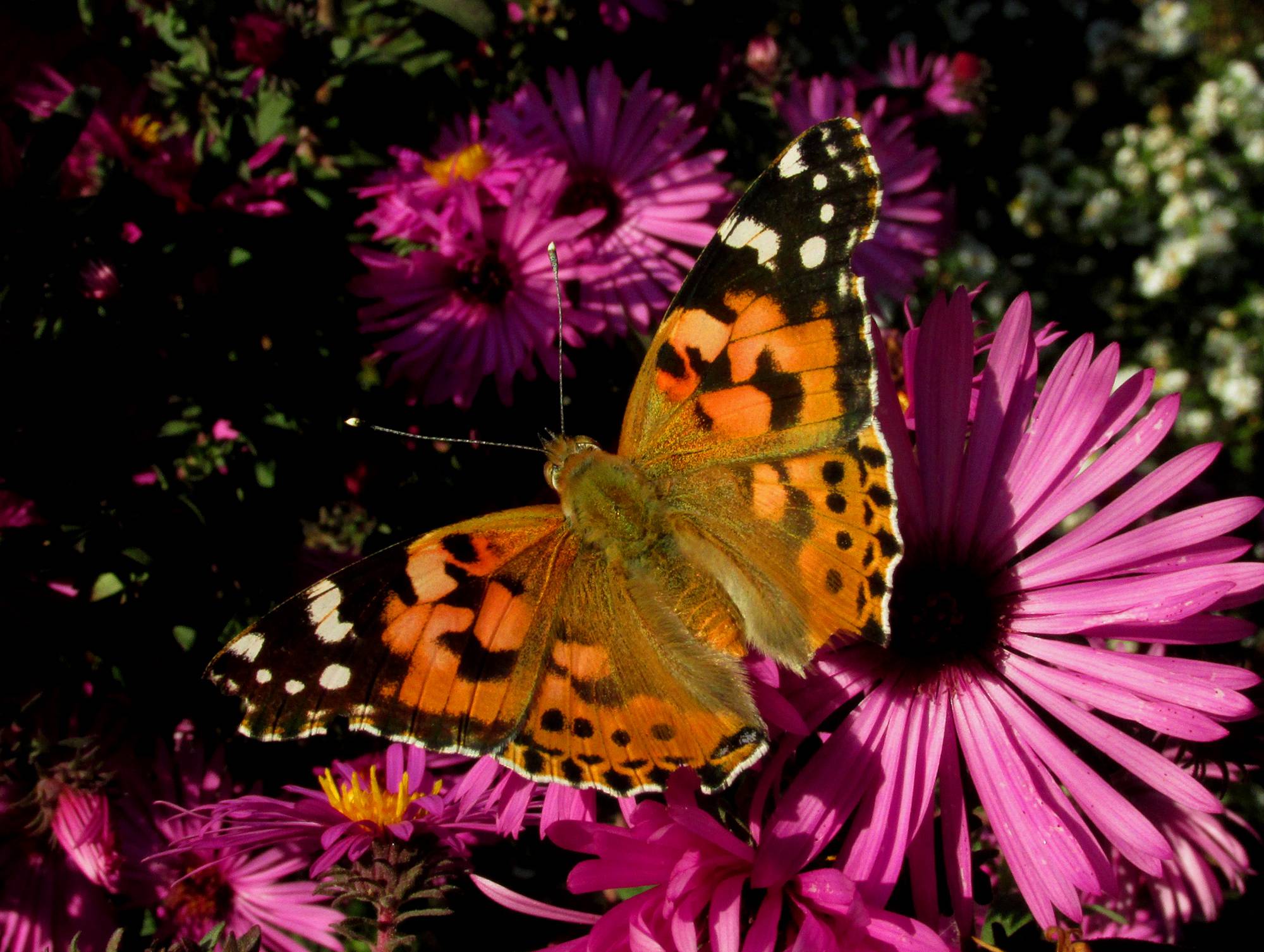 Бабочка репейница – мигрирующее насекомое