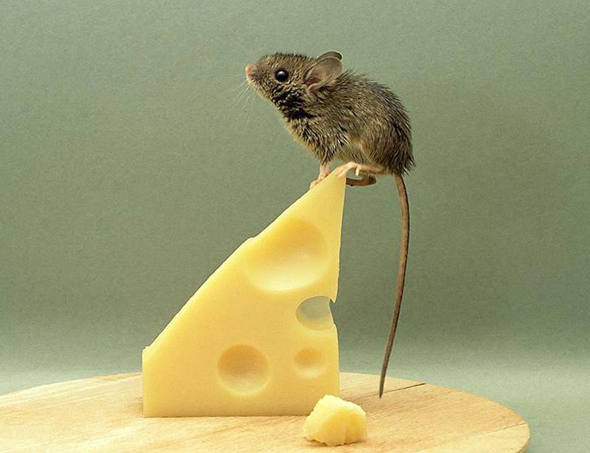 Можно ли крысам сыр, молоко, творог и молочные продукты