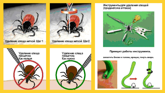 Как удалить клеща картинки