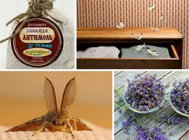 Как избавиться от моли в доме: подборка народных и современных способов борьбы с бабочками и личинками