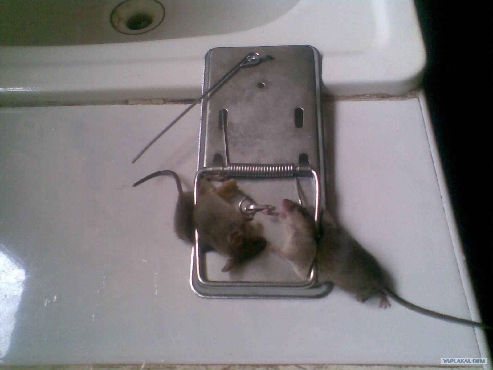 Как быстро поймать мышь в доме без мышеловки: способы, в бутылку, на клей в домашних условиях