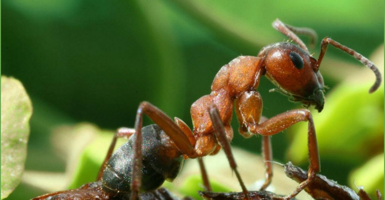 Зачем нужны муравьи?