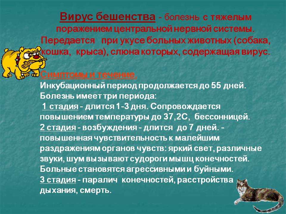 Бешенство у кошки признаки и симптомы. Вирусное заболевание бешенство. Вирусные болезни животных бешенство. Вирус бешенства у животных. Инкубационный период бешенства у животных.