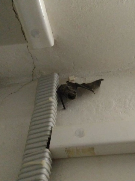 Как выгнать летучую мышь из квартиры: ловушка и плотная одежда