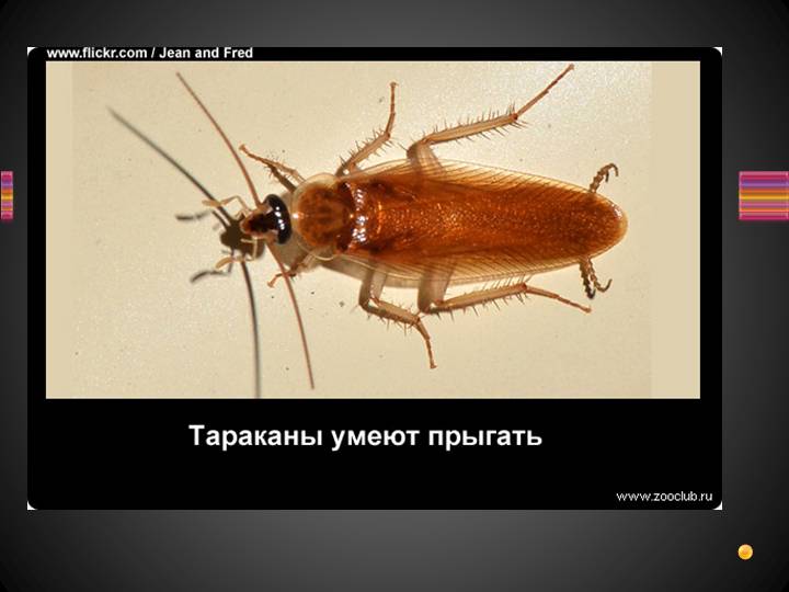 19 удивительных фактов о тараканах - уничтожение вредителей