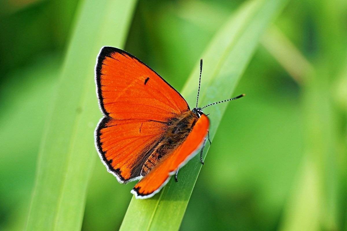 Бабочка червонец огненный – искорка в зеленой траве