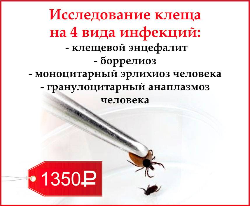 Клещ на анализ куда. Исследование клещей проводят в лаборатории.