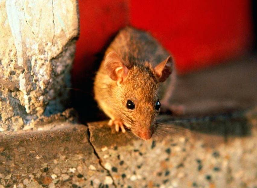 Чего боятся мыши - народные средства