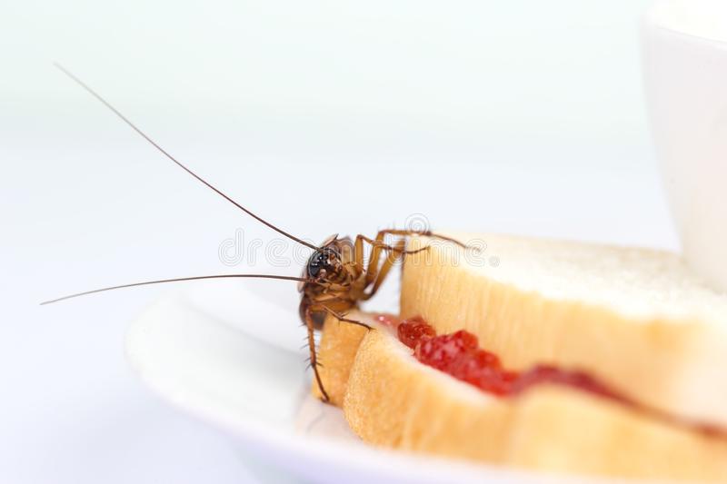 Тараканы: чем питаются, особенности ротового аппарата, что едят в квартире и сколько живут без еды русский фермер