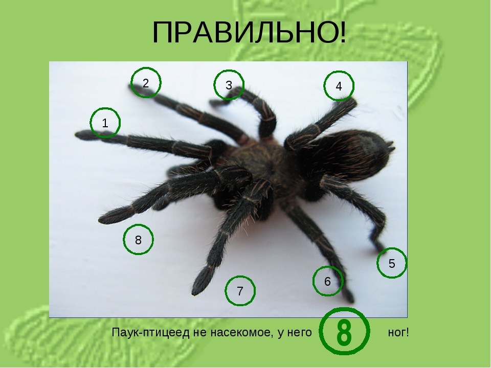 Сколько ног у паука