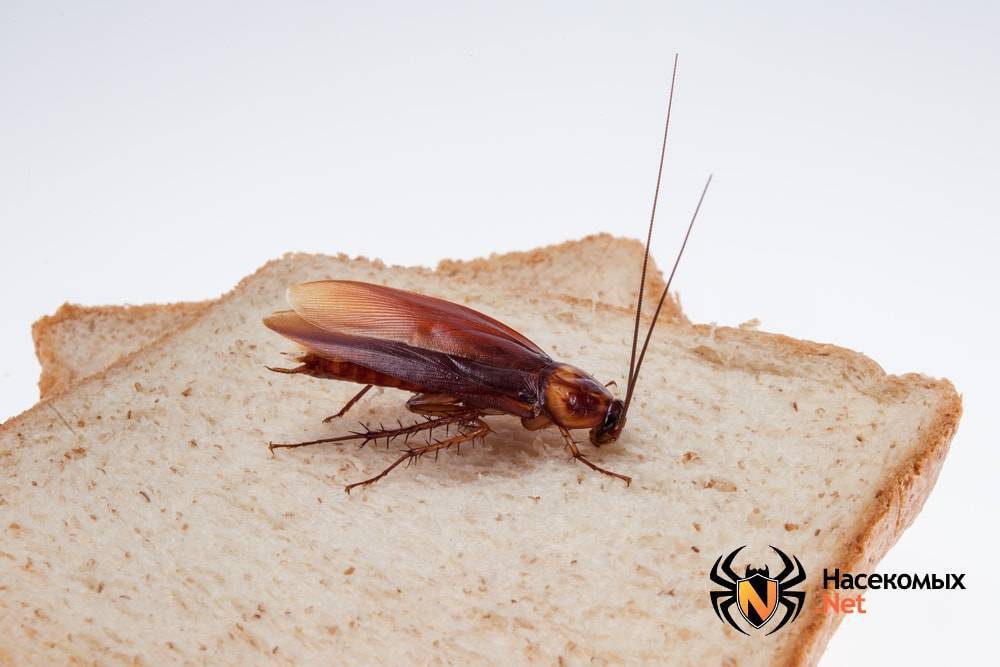 Виды тараканов – фото и описание каждого из них