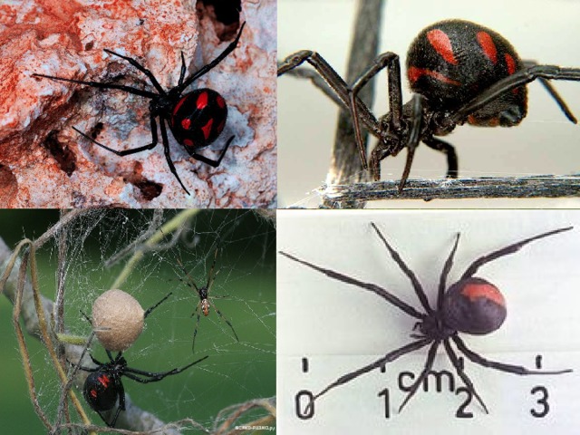 Каракурт паук: описание,фото,размножение,питание,укус,среда обитания