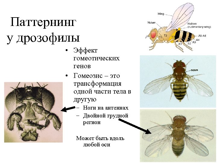 Дрозофилы цвет