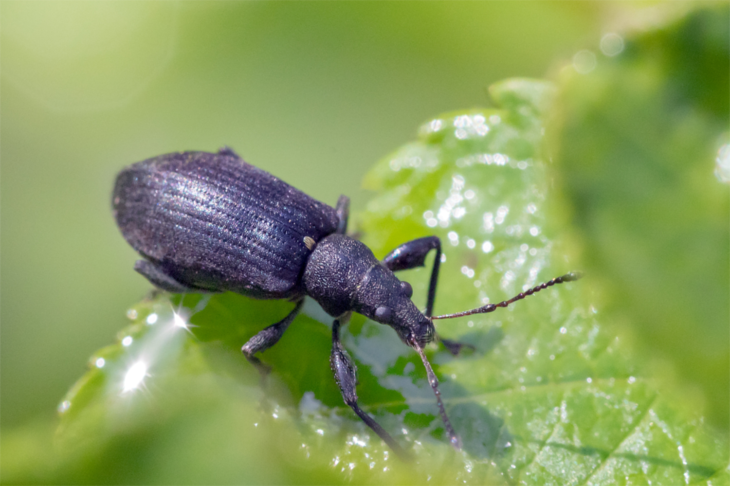 Чем питается жук-долгоносик и как его обезвредить