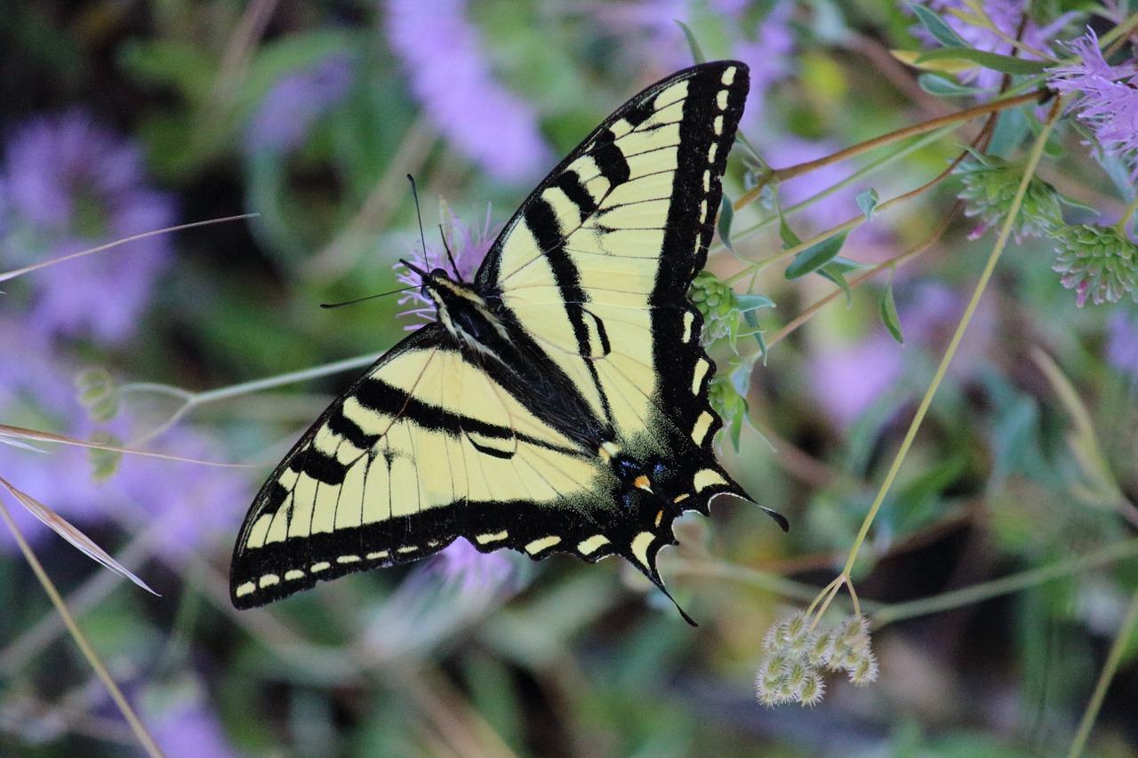 Бабочка махаон: описание насекомого и его основных подвидов
