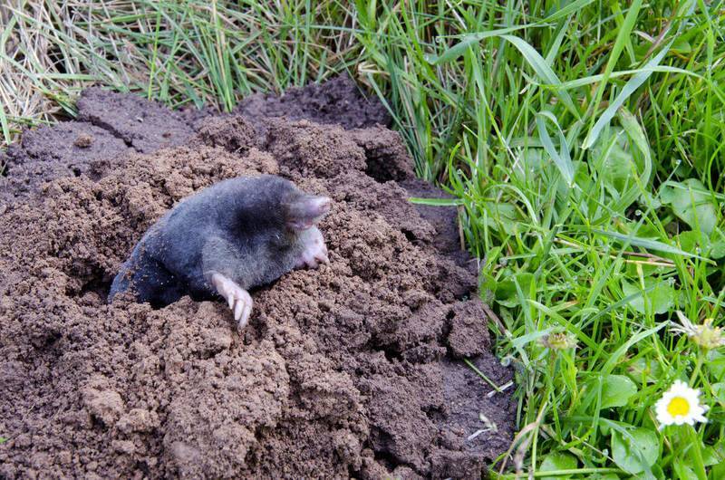 Земляная крыса в огороде признаки