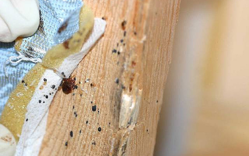 Война насекомым: чем травить клопов в квартире самостоятельно
