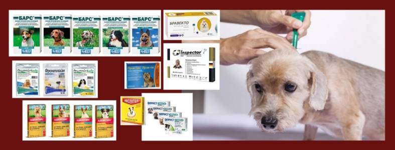 Таблетки от блох и клещей для собак: обзор средств и отзывы