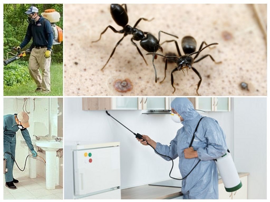 Как избавиться от осы в квартире, почему осы залетают в квартиру, как избавиться