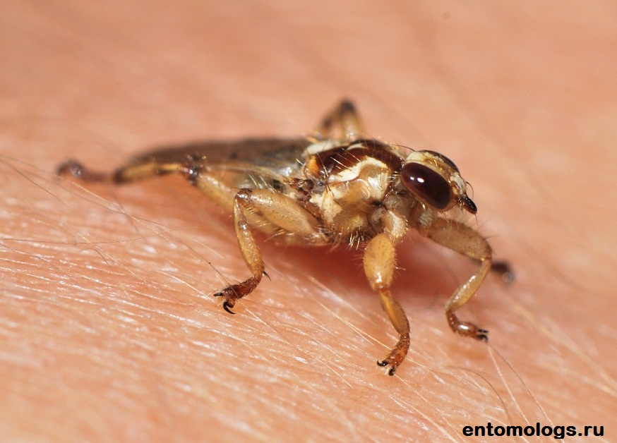 Лосиная вошь, или муха: чем опасна, способы борьбы — насекомые вредители