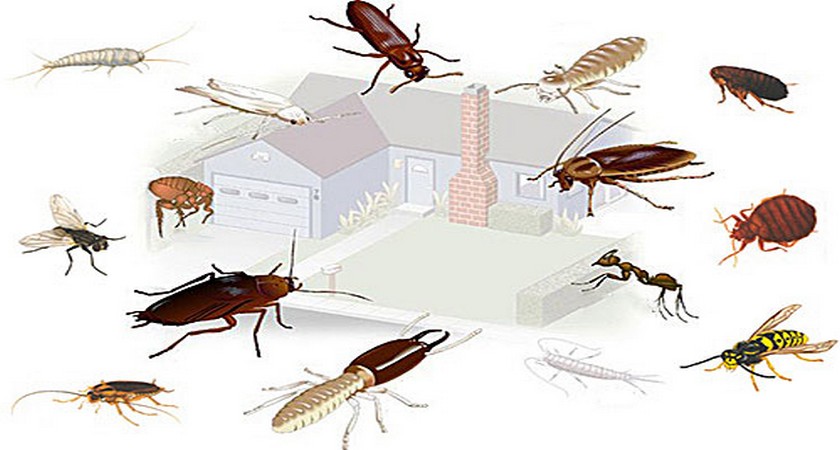 Уничтожение насекомых в квартире. домашние насекомые