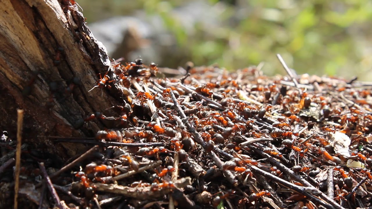 Как готовятся к зиме муравьи: что делают и где зимуют?